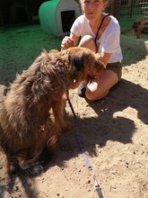 JAGO, Hund, Mischlingshund in Ungarn - Bild 5