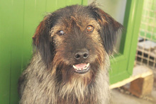 SCHNUFFEL, Hund, Mischlingshund in Kroatien - Bild 1