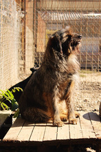 SCHNUFFEL, Hund, Mischlingshund in Kroatien - Bild 2