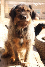 SCHNUFFEL, Hund, Mischlingshund in Kroatien - Bild 3
