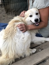 BOBBY, Hund, Mischlingshund in Rumänien - Bild 1