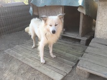BOBBY, Hund, Mischlingshund in Rumänien - Bild 14