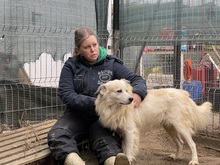 BOBBY, Hund, Mischlingshund in Rumänien - Bild 15