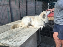 BOBBY, Hund, Mischlingshund in Rumänien - Bild 17