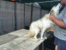 BOBBY, Hund, Mischlingshund in Rumänien - Bild 18