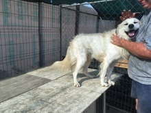BOBBY, Hund, Mischlingshund in Rumänien - Bild 19