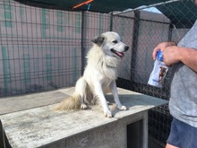 BOBBY, Hund, Mischlingshund in Rumänien - Bild 21