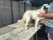 BOBBY, Hund, Mischlingshund in Rumänien - Bild 24