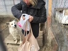 BOBBY, Hund, Mischlingshund in Rumänien - Bild 25