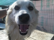 BOBBY, Hund, Mischlingshund in Rumänien - Bild 28