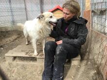 BOBBY, Hund, Mischlingshund in Rumänien - Bild 30