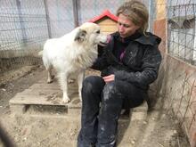 BOBBY, Hund, Mischlingshund in Rumänien - Bild 31