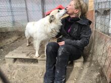 BOBBY, Hund, Mischlingshund in Rumänien - Bild 32
