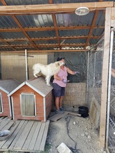 BOBBY, Hund, Mischlingshund in Rumänien - Bild 33