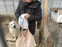 BOBBY, Hund, Mischlingshund in Rumänien - Bild 34