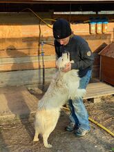 BOBBY, Hund, Mischlingshund in Rumänien - Bild 36