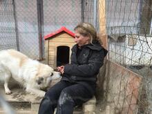 BOBBY, Hund, Mischlingshund in Rumänien - Bild 37