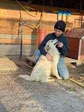 BOBBY, Hund, Mischlingshund in Rumänien - Bild 38