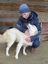 BOBBY, Hund, Mischlingshund in Rumänien - Bild 4
