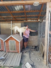BOBBY, Hund, Mischlingshund in Rumänien - Bild 42