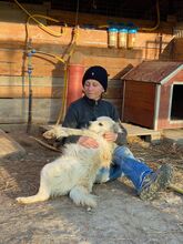 BOBBY, Hund, Mischlingshund in Rumänien - Bild 45