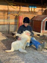 BOBBY, Hund, Mischlingshund in Rumänien - Bild 49