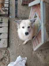 BOBBY, Hund, Mischlingshund in Rumänien - Bild 5