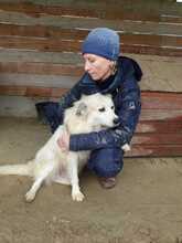 BOBBY, Hund, Mischlingshund in Rumänien - Bild 6