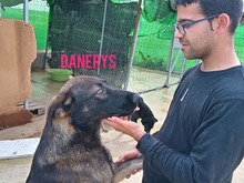 DANERIS, Hund, Deutscher Schäferhund in Birkenfeld - Bild 4