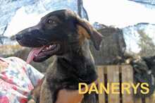 DANERIS, Hund, Deutscher Schäferhund in Birkenfeld - Bild 6