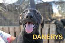 DANERIS, Hund, Deutscher Schäferhund in Birkenfeld - Bild 7