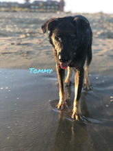 TOMY, Hund, Mastin Español-x in Spanien - Bild 15
