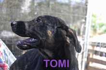TOMY, Hund, Mastin Español-x in Spanien - Bild 16