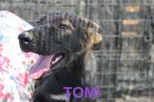TOMY, Hund, Mastin Español-x in Spanien - Bild 17