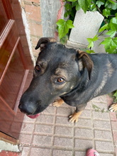 TOMY, Hund, Mastin Español-x in Spanien - Bild 5