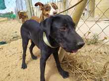 RONA, Hund, Mischlingshund in Spanien - Bild 1