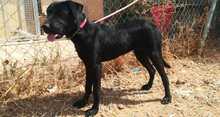 RONA, Hund, Mischlingshund in Spanien - Bild 4