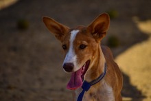 UBER, Hund, Podenco in Spanien - Bild 12