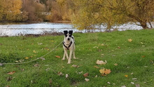 BALI, Hund, Bodeguero Andaluz in Ochsenfurt - Bild 6