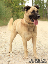 BYRON, Hund, Deutscher Schäferhund in Slowakische Republik - Bild 1