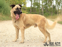BYRON, Hund, Deutscher Schäferhund in Slowakische Republik - Bild 2