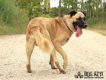 BYRON, Hund, Deutscher Schäferhund in Slowakische Republik - Bild 3