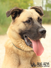 BYRON, Hund, Deutscher Schäferhund in Slowakische Republik - Bild 4