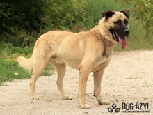 BYRON, Hund, Deutscher Schäferhund in Slowakische Republik - Bild 5