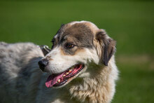 TORANA, Hund, Mischlingshund in Kroatien - Bild 2