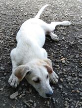 JOSCHI, Hund, Labrador-Mix in Rumänien - Bild 1