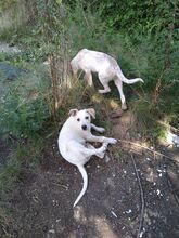 JOSCHI, Hund, Labrador-Mix in Rumänien - Bild 10