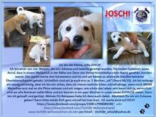JOSCHI, Hund, Labrador-Mix in Rumänien - Bild 2