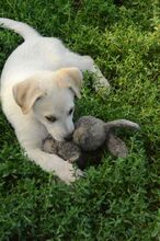 JOSCHI, Hund, Labrador-Mix in Rumänien - Bild 3
