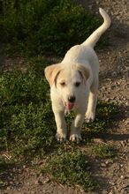 JOSCHI, Hund, Labrador-Mix in Rumänien - Bild 5